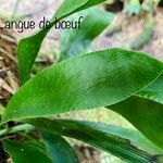 Antrophyum boryanum Hoja