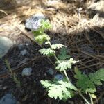 Phacelia ramosissima Pokrój