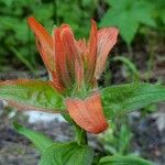 Castilleja miniata Flor