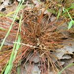 Juncus bufonius Levél