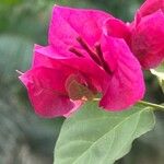 Bougainvillea × buttianaFlower