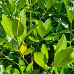 Rhizophora mucronata 葉