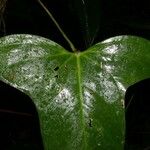 Anthurium subsignatum Fuelha