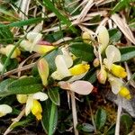 Polygala chamaebuxus Floare