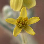 Baileya pauciradiata Flower