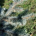 Picea pungens Blad