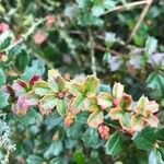 Berberis darwinii Листок