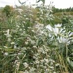 Symphyotrichum lanceolatumFlower