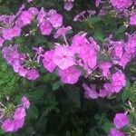 Phlox drummondii Flower