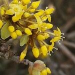 Cornus mas Fiore