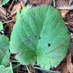 Trachystemon orientalis Hostoa