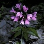 Cardamine pentaphyllos Λουλούδι