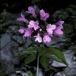 Cardamine pentaphyllos 花