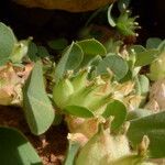 Tripodion tetraphyllum Otro