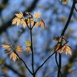 Acer shirasawanum Leaf