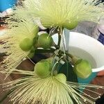 Syzygium jambos Blomma