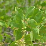 Laguncularia racemosa Folla