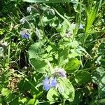 Borago officinalisCvet