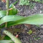 Hyacinthus orientalis List