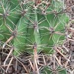 Ferocactus herrerae Corteccia