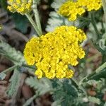 Achillea clypeolata Flower