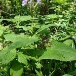 Lactuca alpina Çiçek