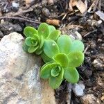 Sedum kimnachii Frunză