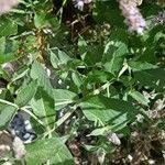 Mentha longifolia Folio