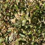 Eucalyptus robusta Lehti