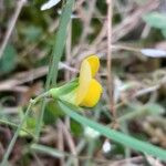 Lathyrus aphaca 花