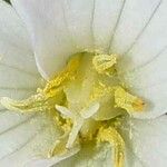 Trillium grandiflorum 花