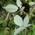 Rubus ulmifolius 葉