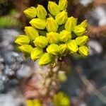 Petrosedum montanum Blüte