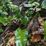 Asplenium emarginatum पत्ता