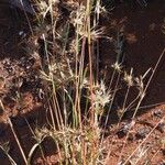 Themeda quadrivalvis Hàbitat