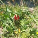 Trifolium incarnatum Цвят