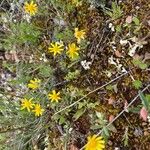 Jacobaea minuta Flower