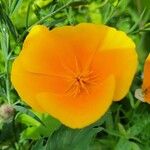 Eschscholzia caespitosa花