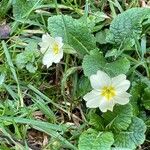 Primula vulgaris 形态