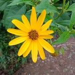 Helianthus tuberosusFlower