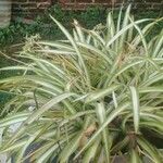 Chlorophytum comosumഇല