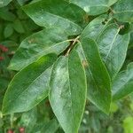 Lonicera canadensis Leaf