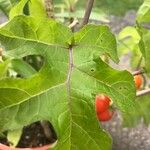 Solanum capsicoides برگ