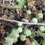 Bombycilaena erecta Habit