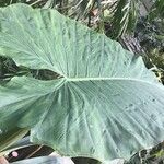 Alocasia macrorrhizos Levél