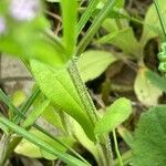 Valeriana eriocarpa Rhisgl