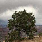 Pinus edulis Plante entière