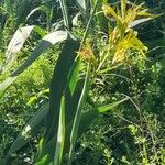 Canna glauca Hábitos