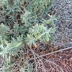 Leucas tomentosa Hoja