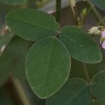 Oxalis barrelieri Leaf